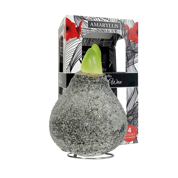 <h4>Amaryllis Touch of Wax Glamour Black 6x1, rode bloem, Karton Giftbox</h4>
