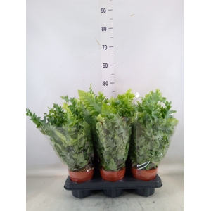 Phlebodium aureum 'Davana'