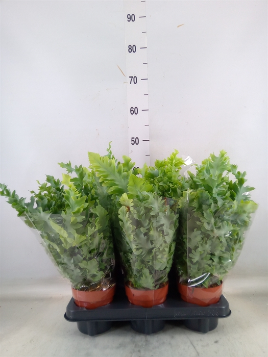 <h4>Phlebodium aureum 'Davana'</h4>
