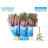 Veronica Smart Enjoyce Florius