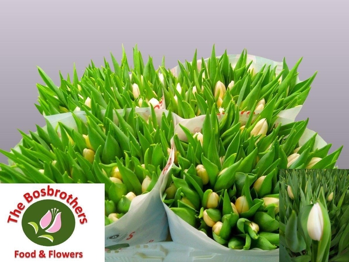 <h4>TU EN WHITE MARVEL</h4>