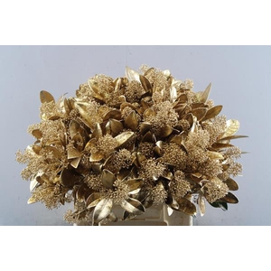 Skimmia Kl Oud Goud + Glitter