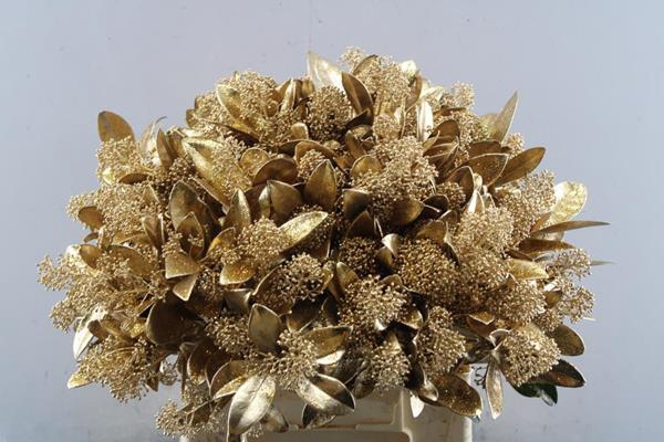 <h4>Skimmia Kl Oud Goud + Glitter</h4>