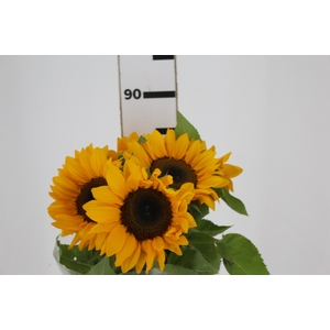 GIRASSOL 080 CM