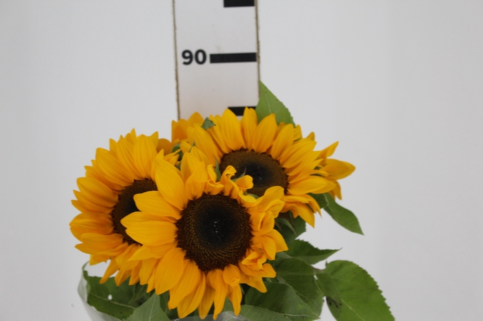 <h4>GIRASSOL 080 CM</h4>