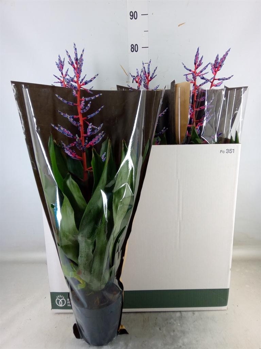 <h4>Aechmea  'Blue Rain'</h4>