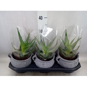 Aloe arborescens