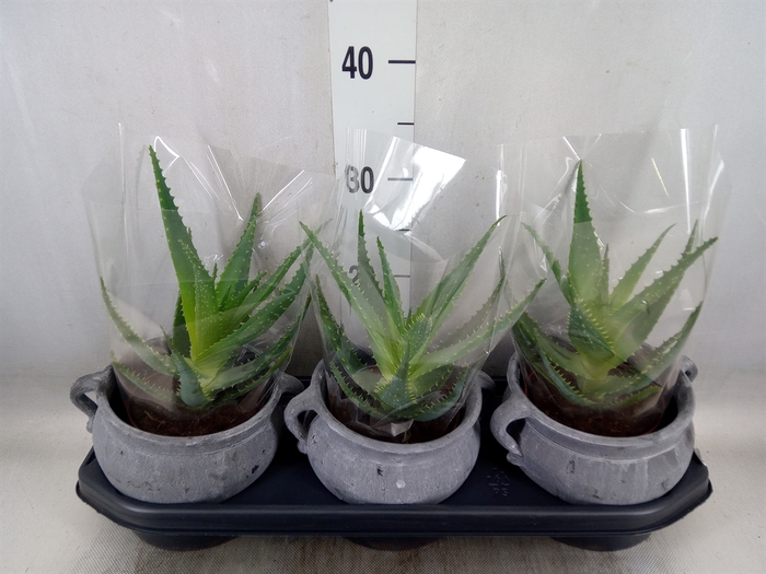<h4>Aloe arborescens</h4>