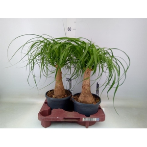 Beaucarnea recurvata