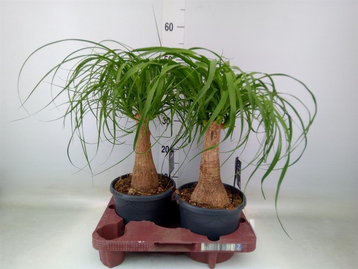 <h4>Beaucarnea recurvata</h4>