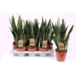 Sansevieria Black Coral