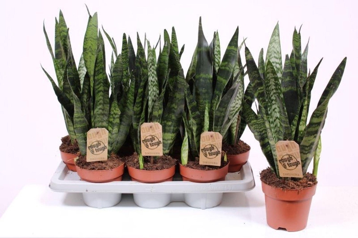 <h4>Sansevieria Black Coral</h4>