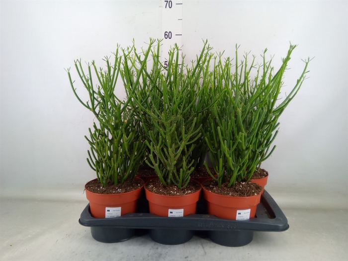 <h4>Euphorbia tirucalli</h4>