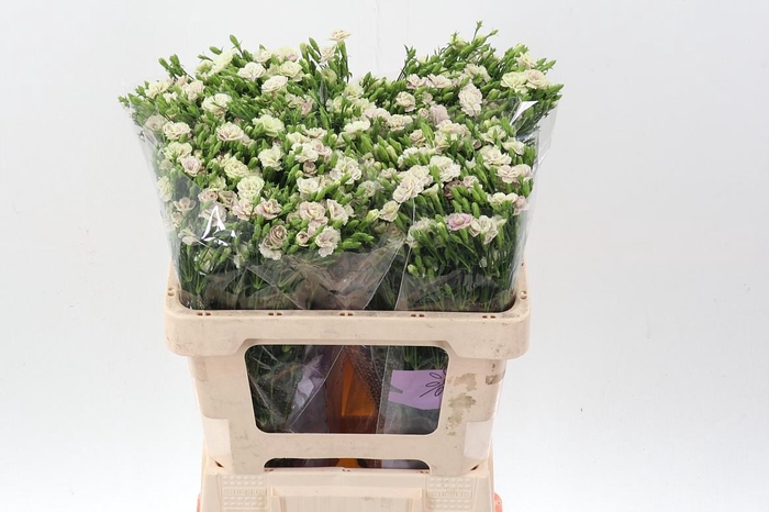 <h4>Di Raffine Elea</h4>