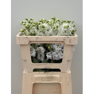 DELPH DU CENT WHITE