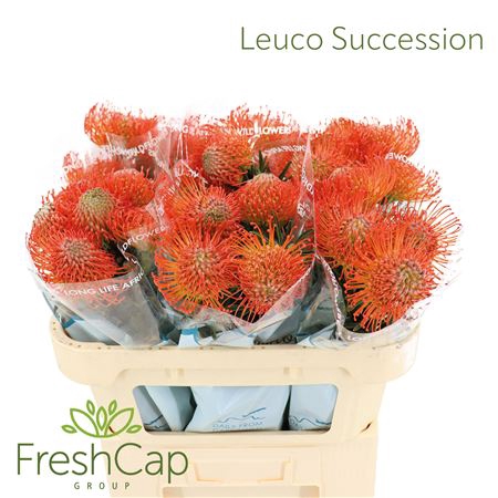 Leuco Succession