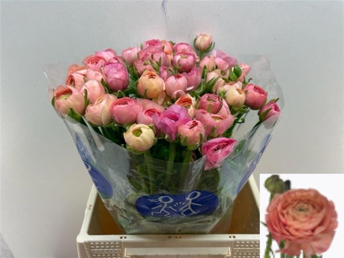 <h4>RAN EL SALMON</h4>