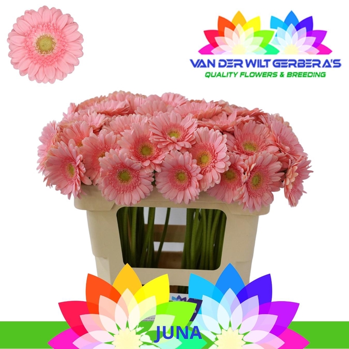 <h4>Germini Juna Water</h4>
