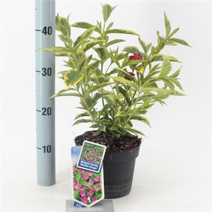 Weigela florida 'Brigela' PBR