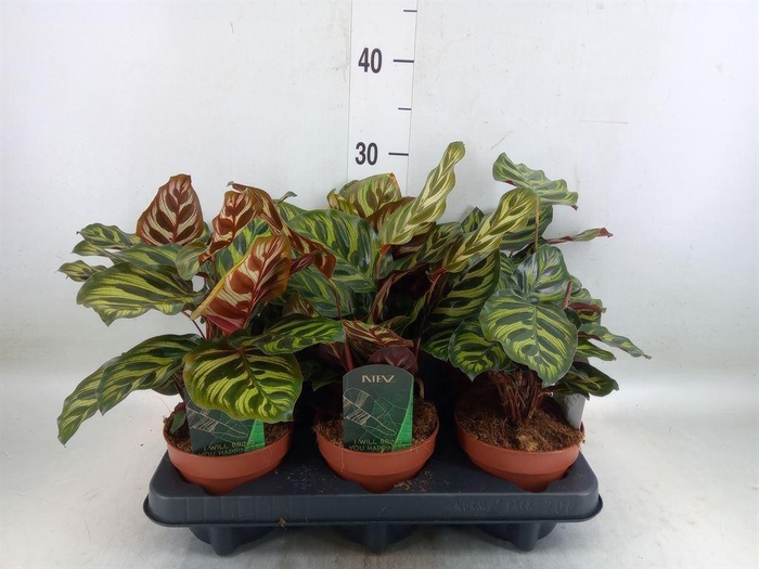 <h4>Calathea makoyana</h4>