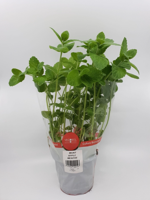 <h4>Munt appel P12</h4>