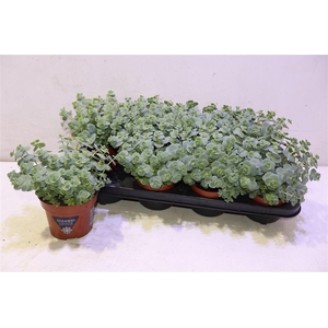 arr8 Sedum Sieboldii