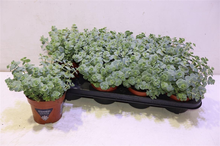 <h4>arr8 Sedum Sieboldii</h4>