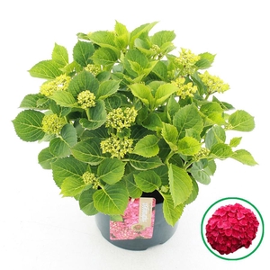 Hydrangea macr. Rood C5 (23cm.) Kn.