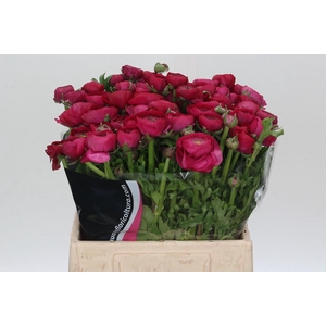 Ranunculus Charm Cerise