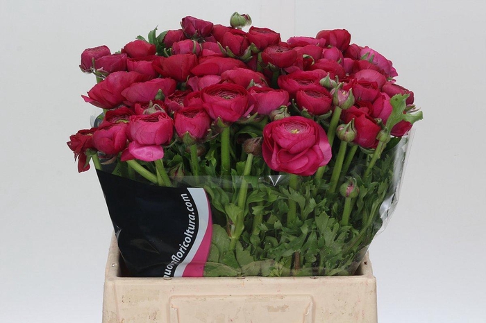<h4>Ranunculus Charm Cerise</h4>