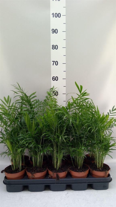 <h4>Chamaedorea elegans</h4>