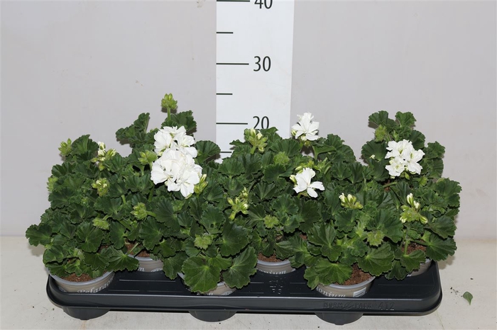 <h4>Pelargonium Zonale Wit</h4>