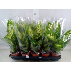 Dieffenbachia  'Camilla'