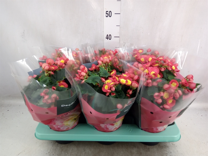 <h4>Begonia elat. HL 'Valentino Pink'</h4>