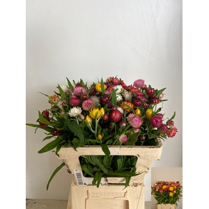HELICHRYSUM OV