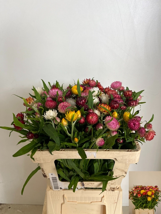 <h4>HELICHRYSUM OV</h4>