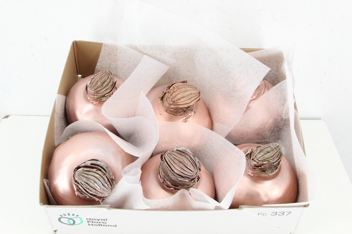 <h4>BOL HIPP WAX ROSÉ GOLD 36-38CM</h4>