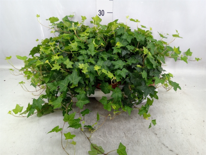 Hedera helix 'Pittsburgh'