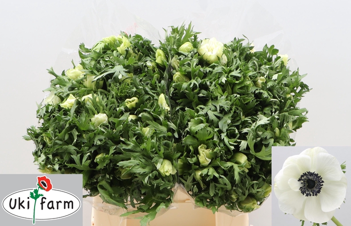 <h4>ANEM CO GALIL WIT</h4>