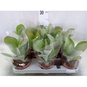 Kalanchoe NF thyrsiflora 'Red Lips'