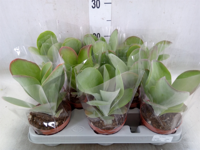 <h4>Kalanchoe NF thyrsiflora 'Red Lips'</h4>