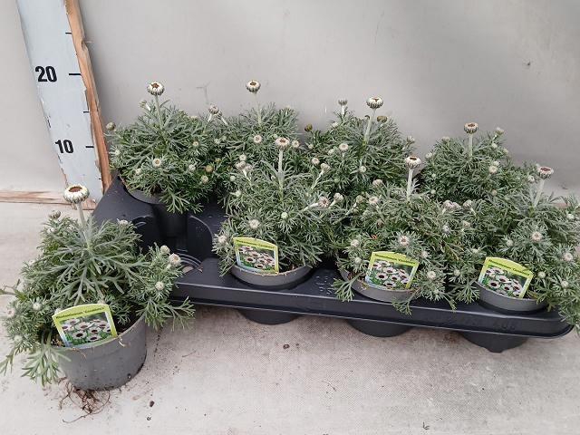 <h4>RHODAN CHL PIERROT</h4>