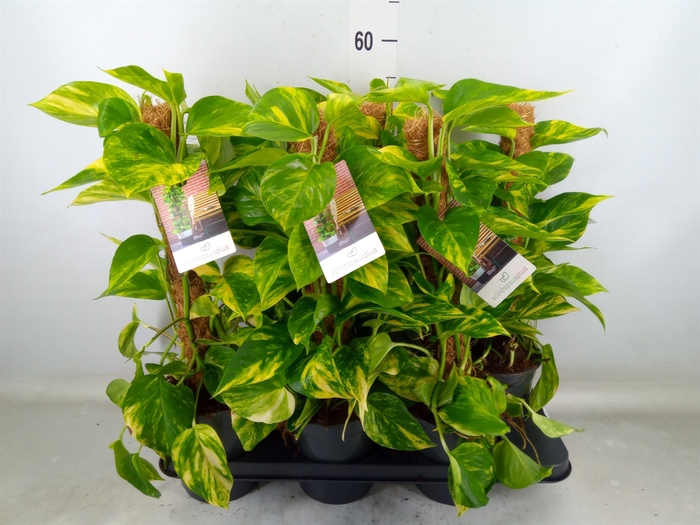 <h4>Epipremnum pinn.   ...moss stick</h4>