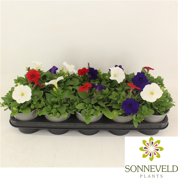 <h4>Petunia Fotophinish trio kleuren</h4>