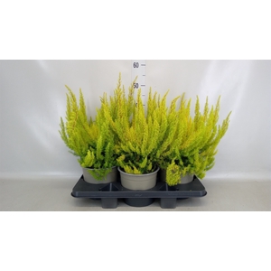 Erica arborea 'Albe'