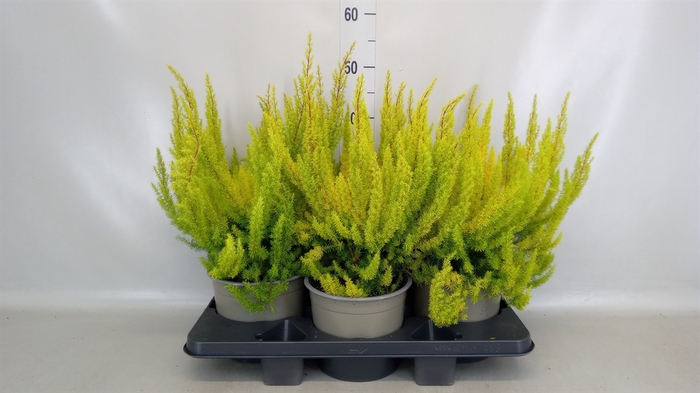 <h4>Erica arborea 'Albe'</h4>