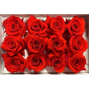 Ro Pres Mini Red Scarlet