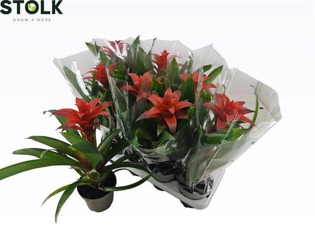 <h4>GUZM AMORETTO</h4>