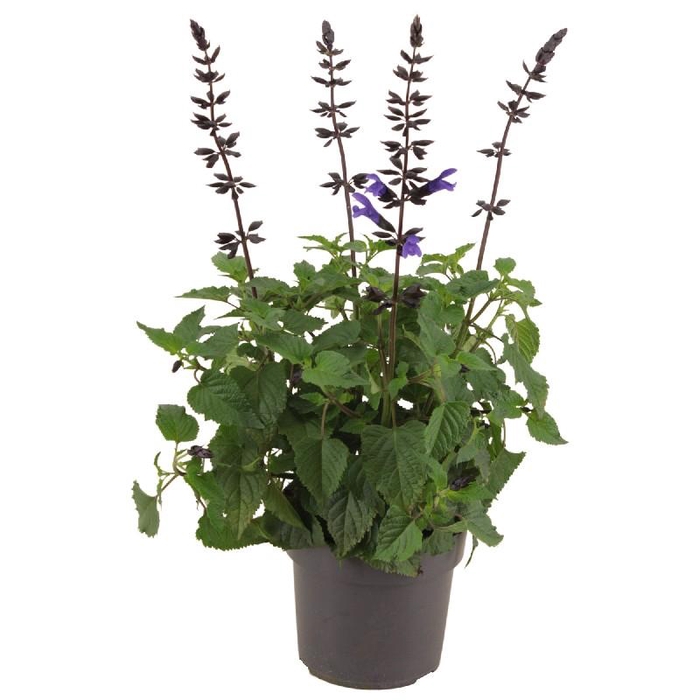 Salvia Salgoon Lake Blueberry donker blauw