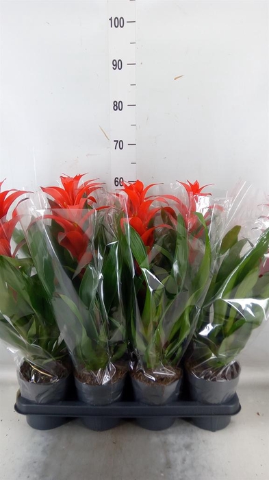 <h4>Guzmania  'Allura'</h4>